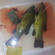 Tench