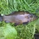 Tench