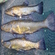 Tench