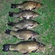 Tench