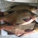 Carp bream