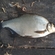 Carp bream