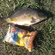 Carp