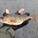 Eurasian perch