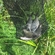 Carp bream