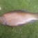 Tench