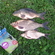 Carp bream
