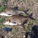 Carp bream