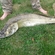 Pike perch