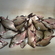 Carp bream