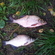 Carp bream