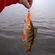 Eurasian perch