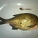 Carp bream