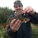 Eurasian perch