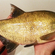Carp bream