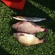 Carp bream