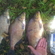 Carp bream