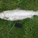Atlantic salmon
