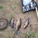 Tench