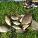 Prussian carp