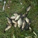 Prussian carp
