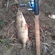 Eurasian perch