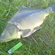 Carp