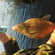 Carp bream