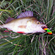 Eurasian perch