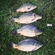 Carp