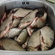 Silver Bream