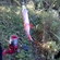 Eurasian perch