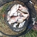 Carp bream