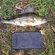 Eurasian perch