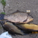 Prussian carp