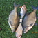 Carp bream
