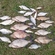 Carp bream