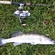Pike perch