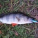 Eurasian perch