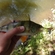 Eurasian perch