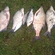 Carp bream
