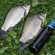 Prussian carp