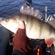 Eurasian perch