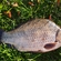 Crucian carp