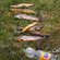 Ocean Trout