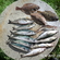 Mackerel