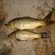 Carp