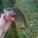 Eurasian perch