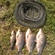 Crucian carp