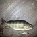 Eurasian perch